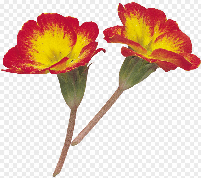 MEXICAN FLOWERS Nagaram Mandal The Enlighten Foundation Radio Personality Flower Hasanparthy PNG