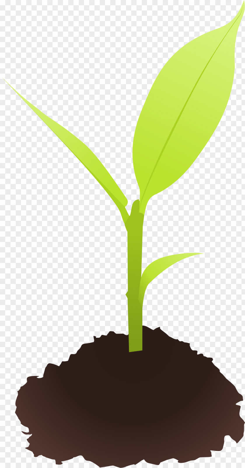 Plant Seedling Sprouting Clip Art PNG
