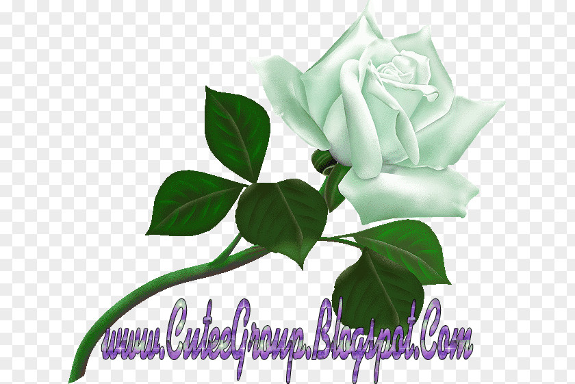 Rose Desktop Wallpaper PNG