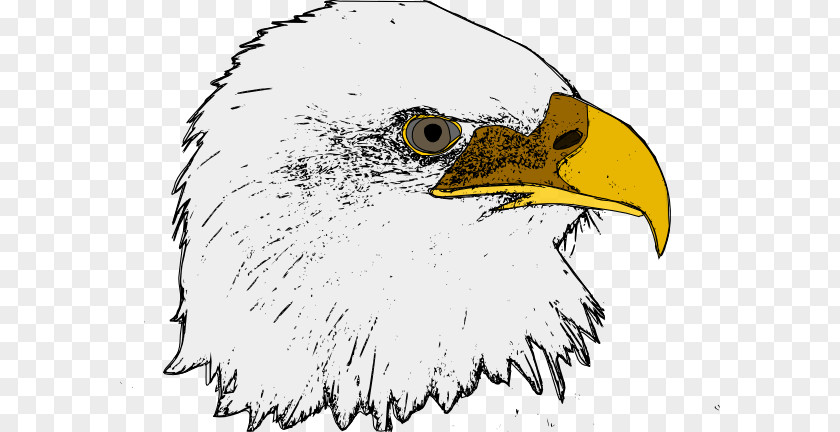 Bird Bald Eagle Clip Art PNG