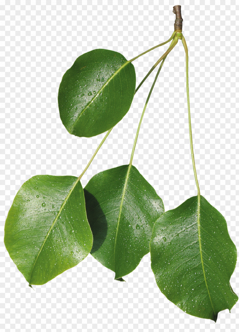 Leaves. Leaf Plant Stem Archive File Clip Art PNG