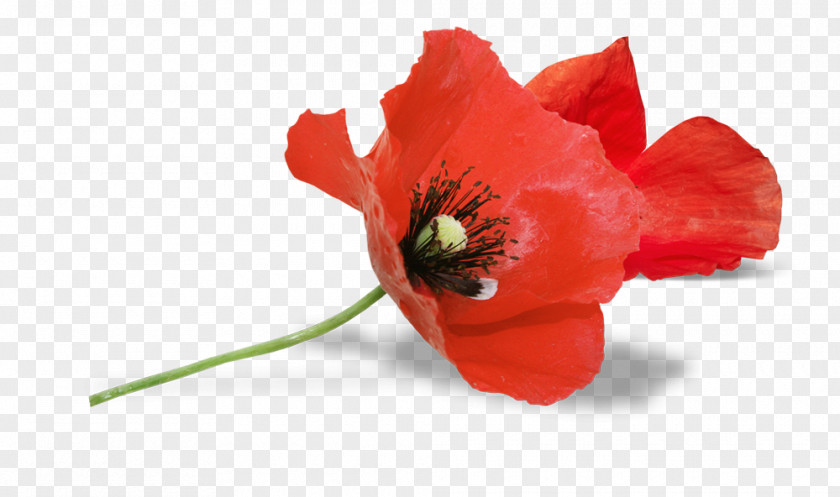 South Australia Armistice Day Remembrance Poppy Anzac PNG