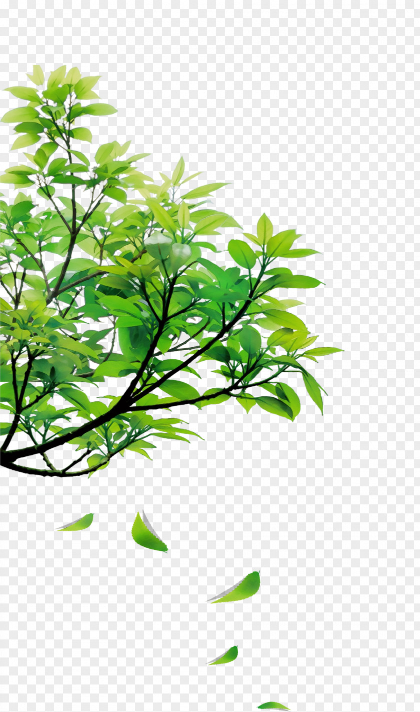 Branch Leaf Tree Ceiling Floor PNG