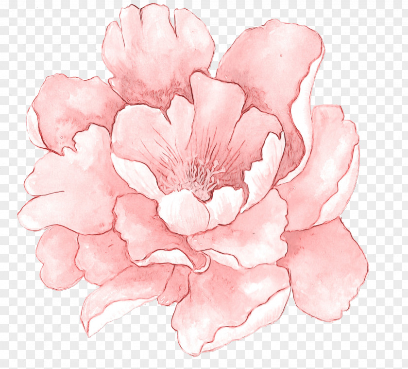 Chinese Peony Magnolia Petal Flower Pink Flowering Plant PNG