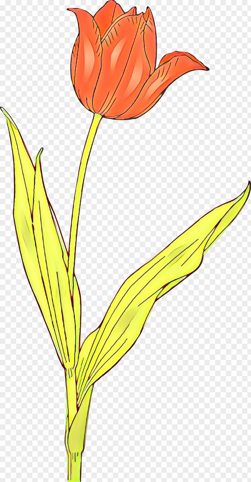 Clip Art Image Tulip Flower Floral Design PNG