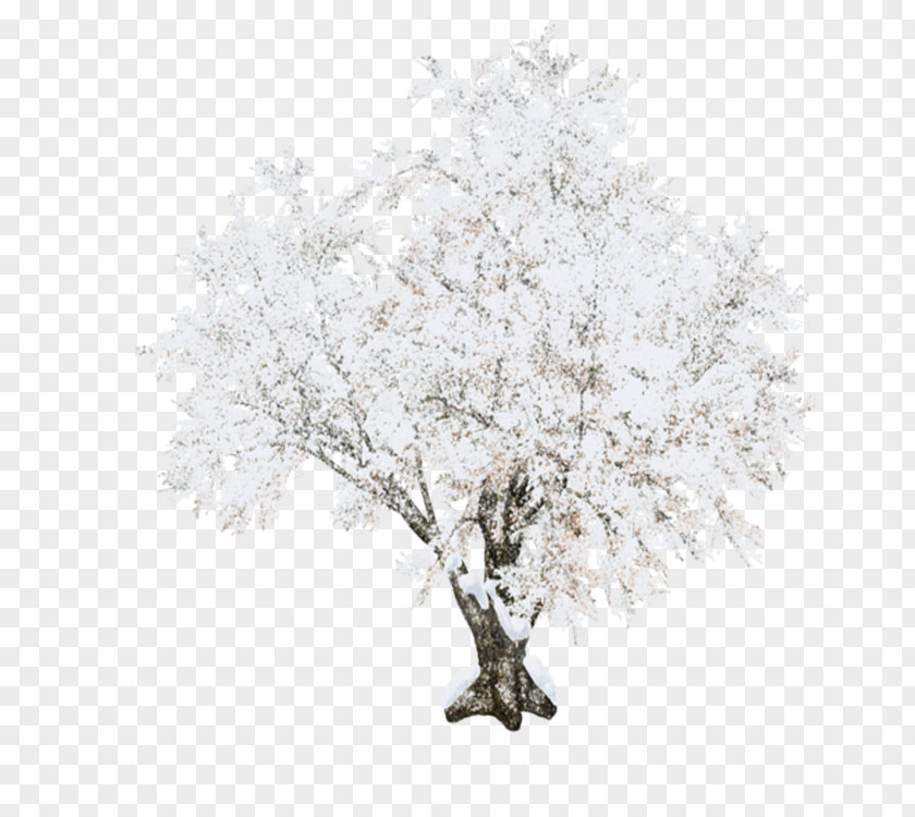 Drawing Frost Tree Branch Woody Plant Twig PNG