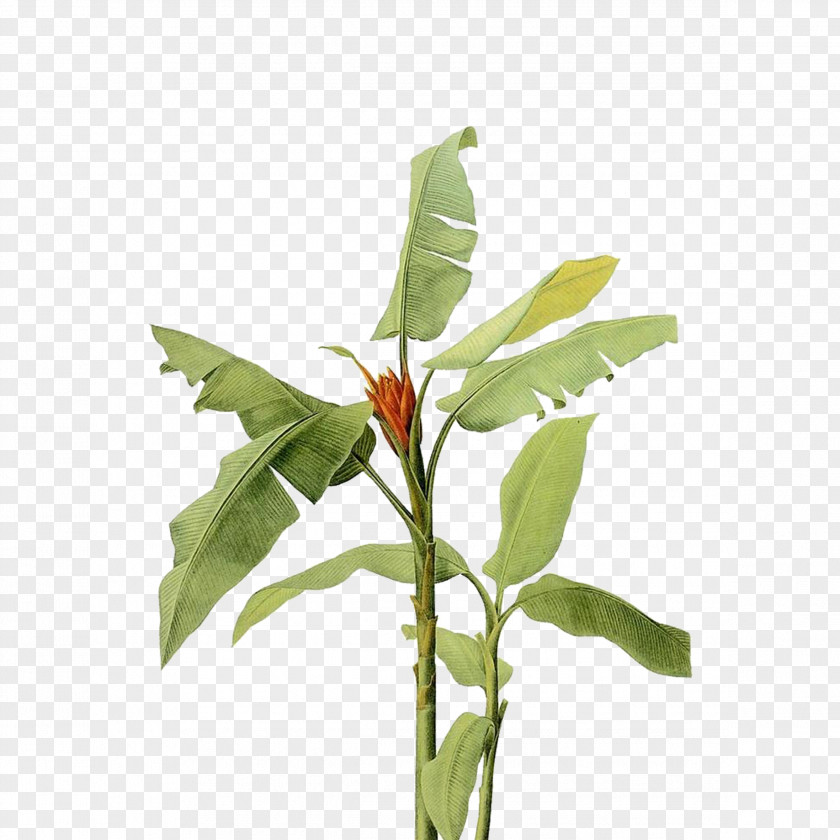 Hand-painted Plants Blood Banana Cooking Musa Xd7 Paradisiaca Coccinea PNG