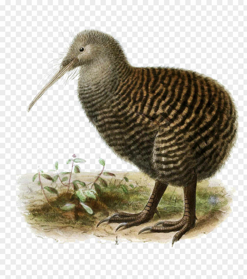 Kiwi Bird New Zealand Great Spotted North Island Brown Little PNG