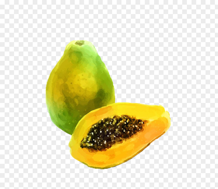 Papaya Watercolor Painting Auglis Fruit Illustration PNG