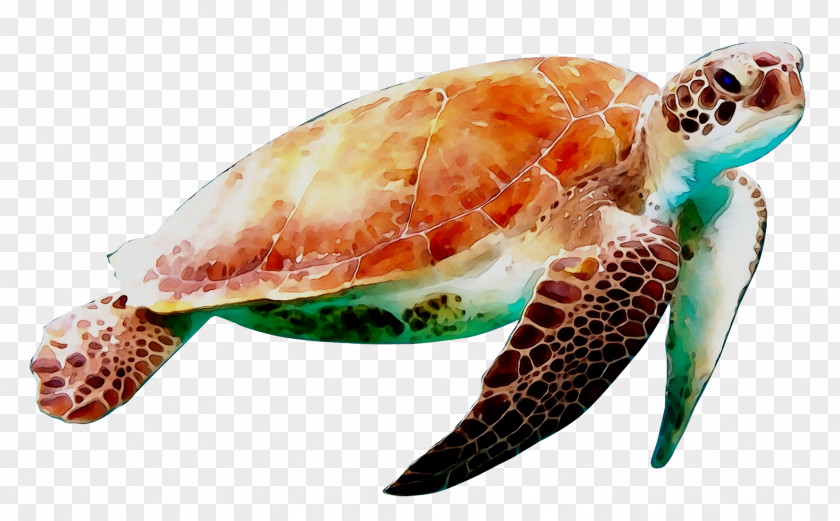 Sea Turtle Conservancy Reptile Green PNG