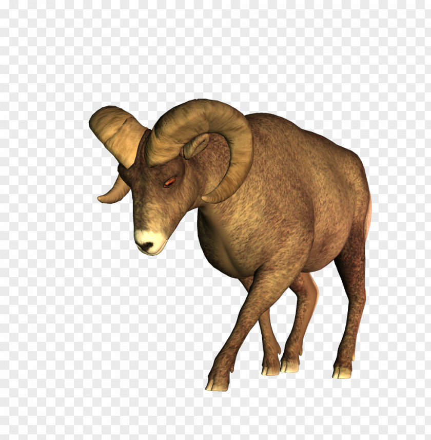 Sheep Barbary Cattle PNG