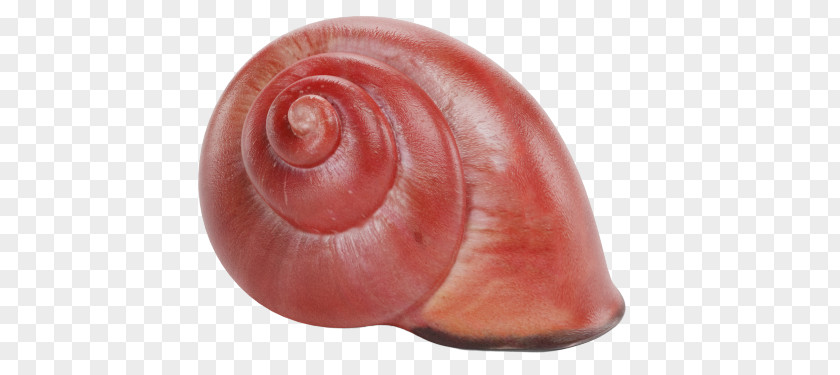 Snails And Slugs Sea Snail Spiral PNG