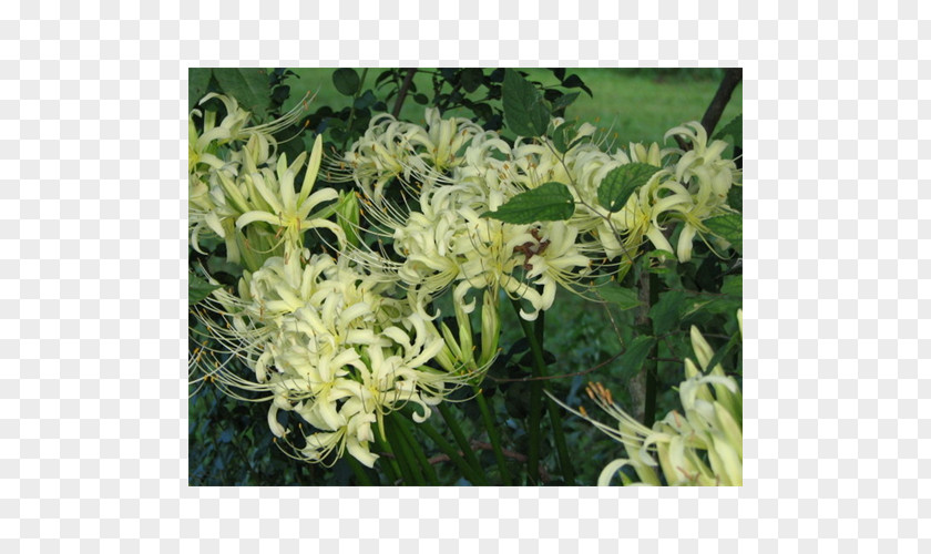 Spider Lily Honeysuckle SGX:Q5T Jessamines Subshrub PNG