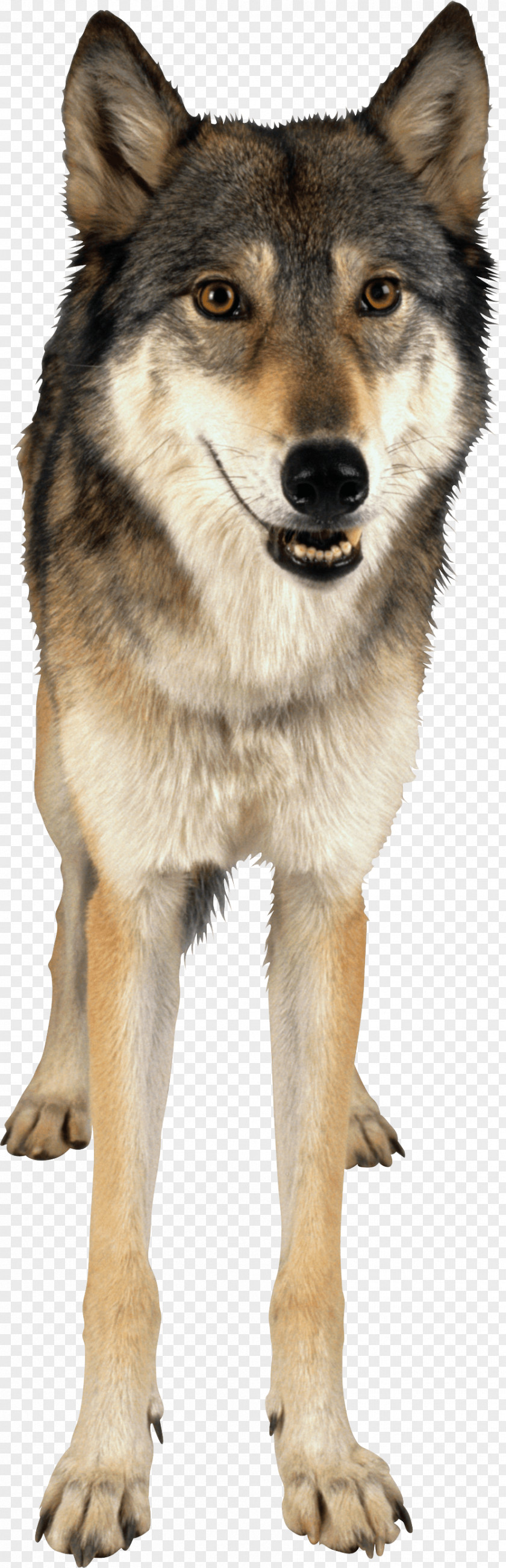 Wolf Image Gray PNG