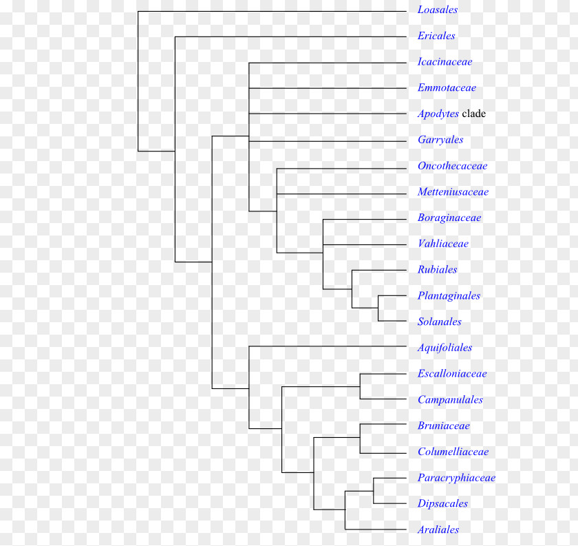 Flowering Plant The Phylogeny Of Angiosperms Amborella Phylogenetics Synapomorphy PNG