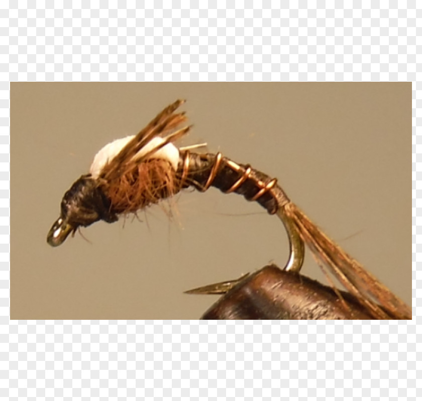 Insect PNG