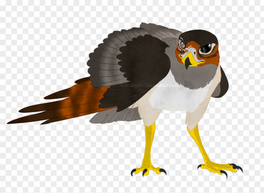 Bird Hawk DeviantArt Grey Parrot PNG