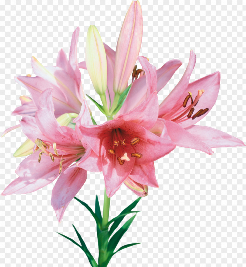 Lily Flower Clip Art PNG