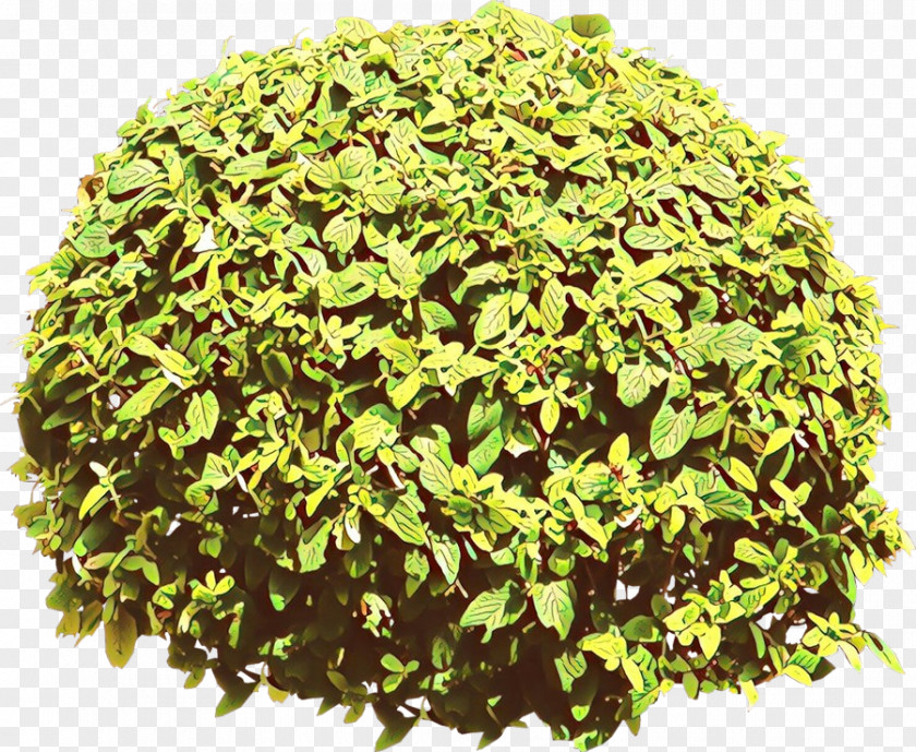 Perennial Plant Shrub Herb PNG