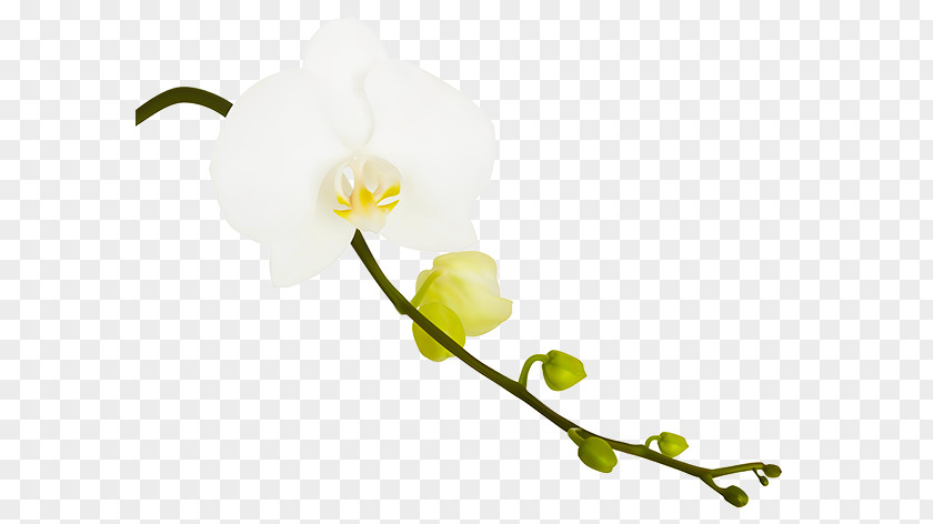 Photography Orchids PNG