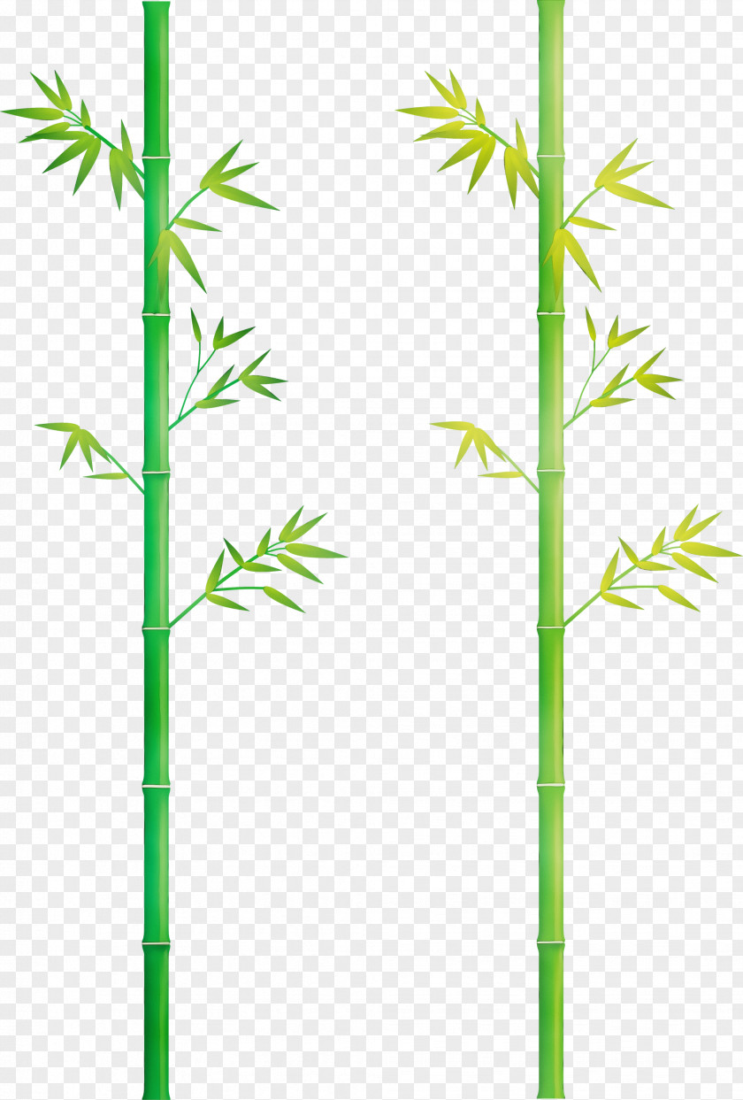 Plant Stem Bamboo Grass Family American Larch PNG