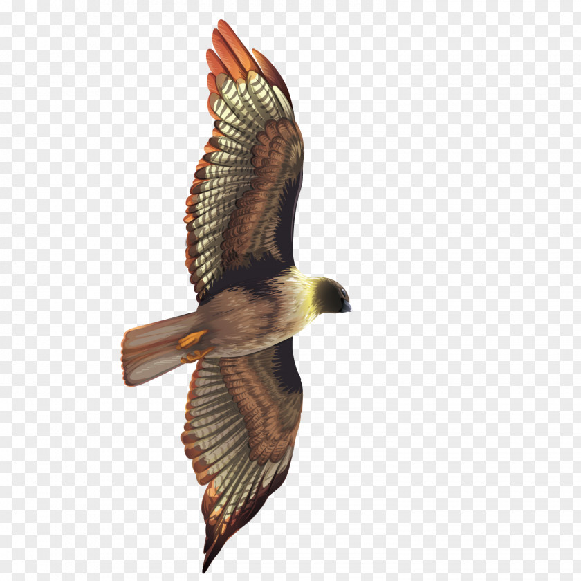 Vector Flying The Eagle Bird Crows Hawk PNG