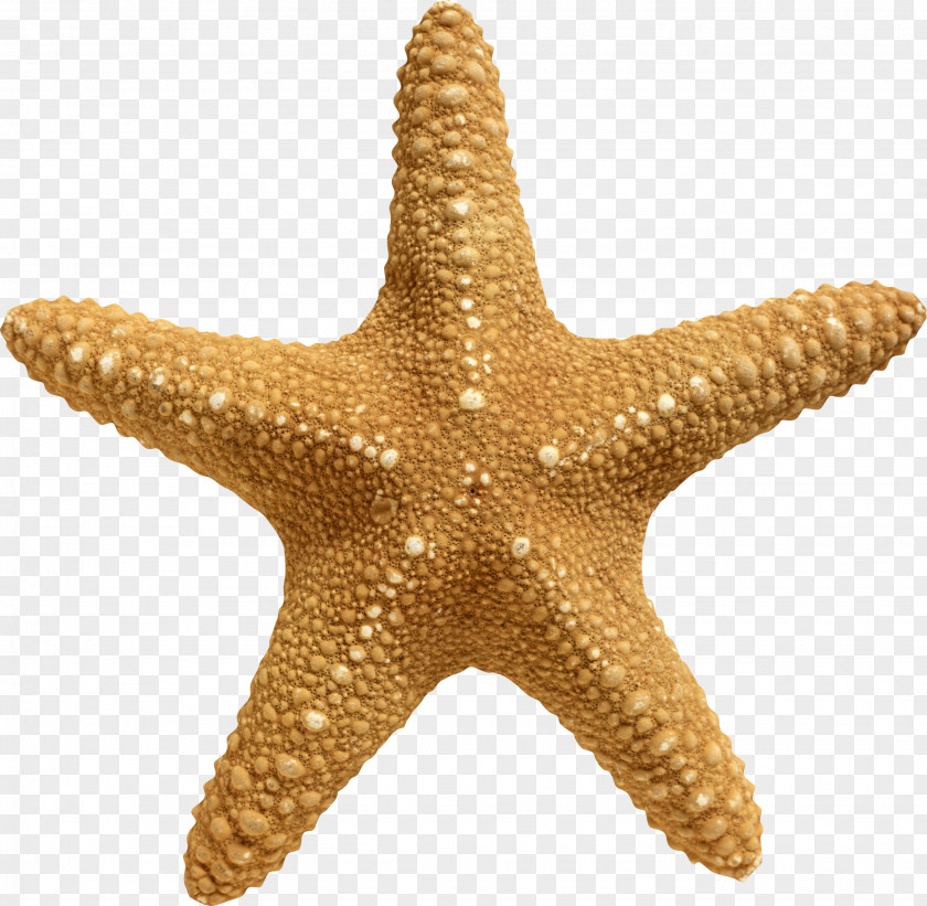 Anchor Rotational Symmetry Sea Starfish Stock Photography PNG