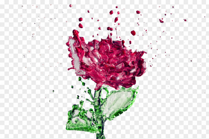 Blume Mit Wassertropfen Pink Flowers Garden Roses Rose Water PNG