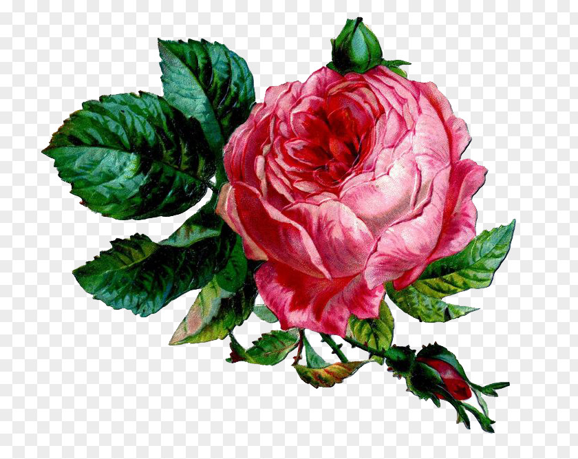 Botanical Pink Cabbage Rose Clip Art PNG