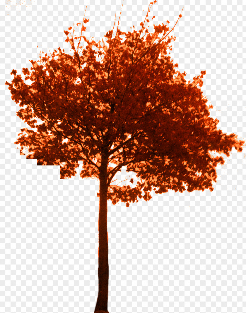 Falling Tree Branch Woody Plant Bonsai Twig PNG