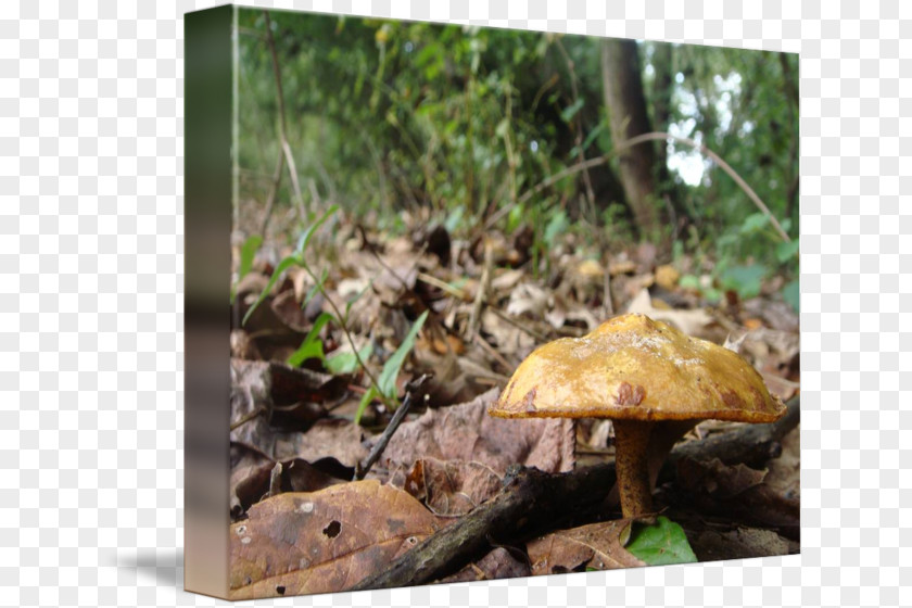 Mushroom Boletus Edulis Matsutake Penny Bun Bolete PNG