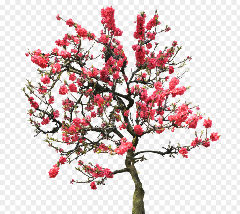 Peach Blossom Tree PNG