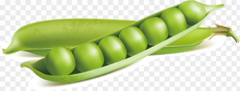 Peas Vector Material Snow Pea Euclidean Stock Illustration Vegetable PNG
