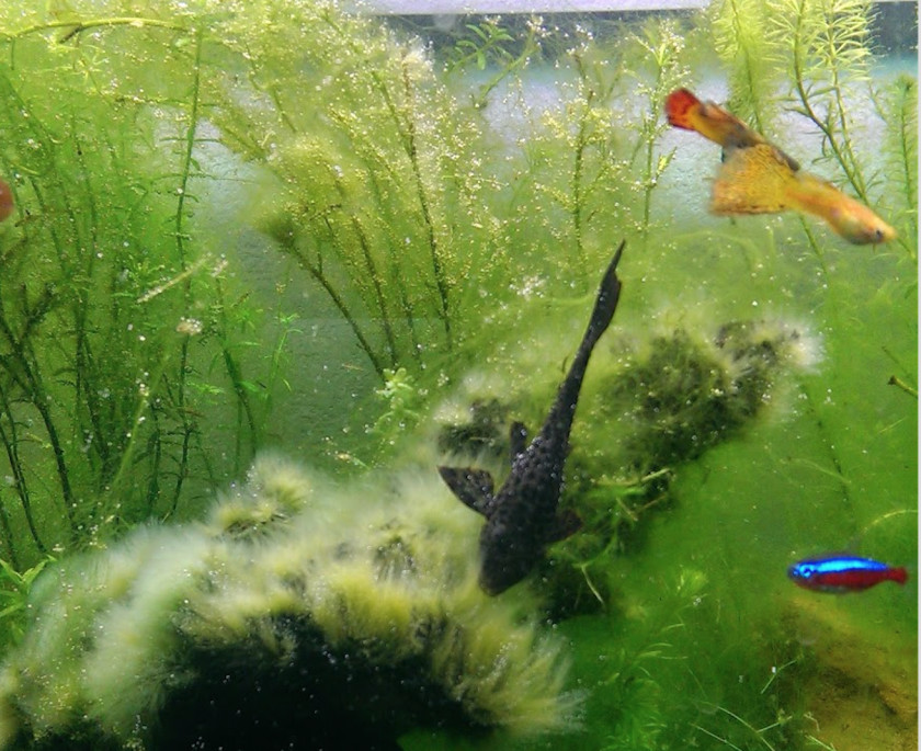 Aquarium Koi Goldfish Aquatic Plants PNG