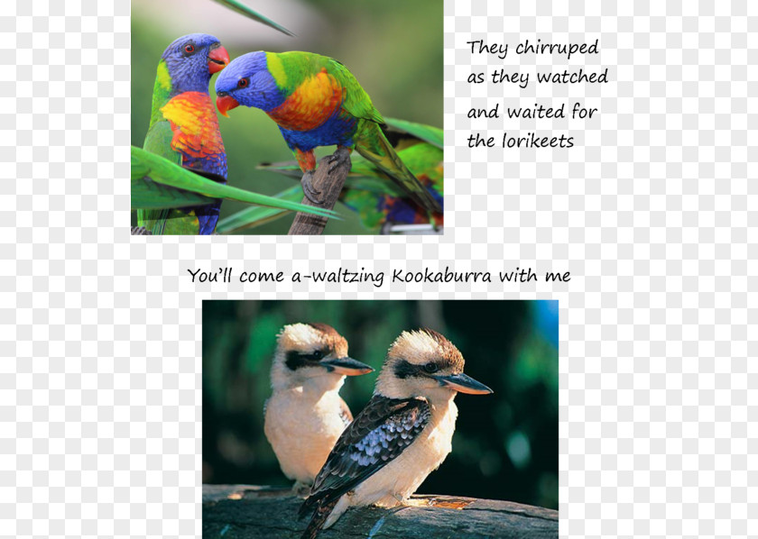 Bird Laughing Kookaburra Australia Blue-winged Rainbow Lorikeet PNG