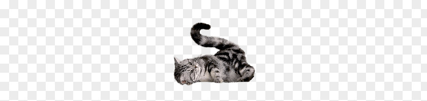 Cat PNG clipart PNG