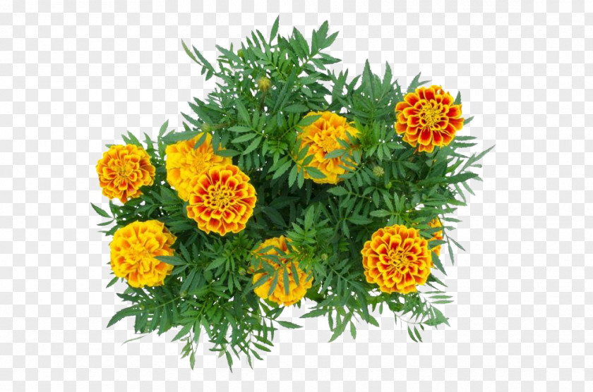 Marigold Flower Mexican Calendula Officinalis PNG