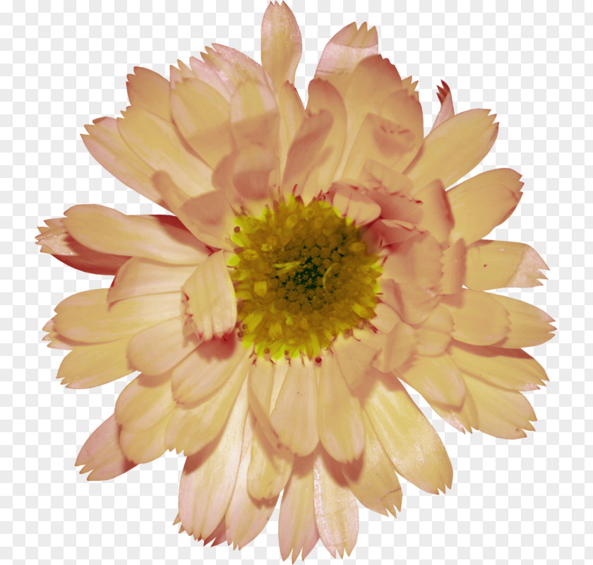 Chrysanthemum Watercolor Food Hamburger Image Beer PNG