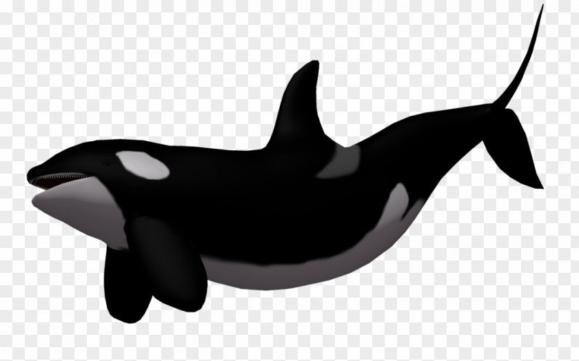 Killer Whale Image Bowhead Day 3: Tin PNG