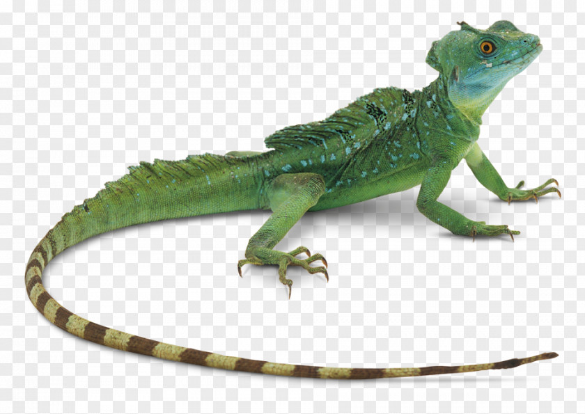 Lizard Greater Short-horned Reptile Clip Art PNG