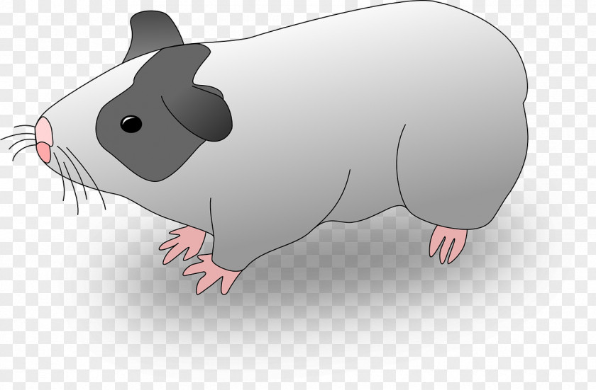 Pig Guinea Domestic Drawing Clip Art PNG
