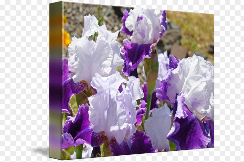 Violet Irises Bellflower Lavender PNG
