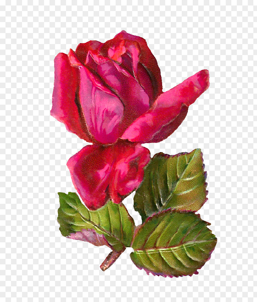 Free Rose Pictures Stock.xchng Bokmxe4rke Clip Art PNG