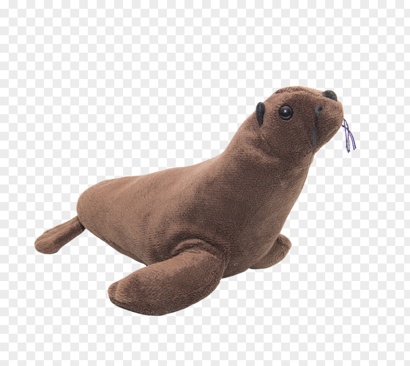 Harbor Seal Sea Lion Pinniped Terrestrial Animal PNG
