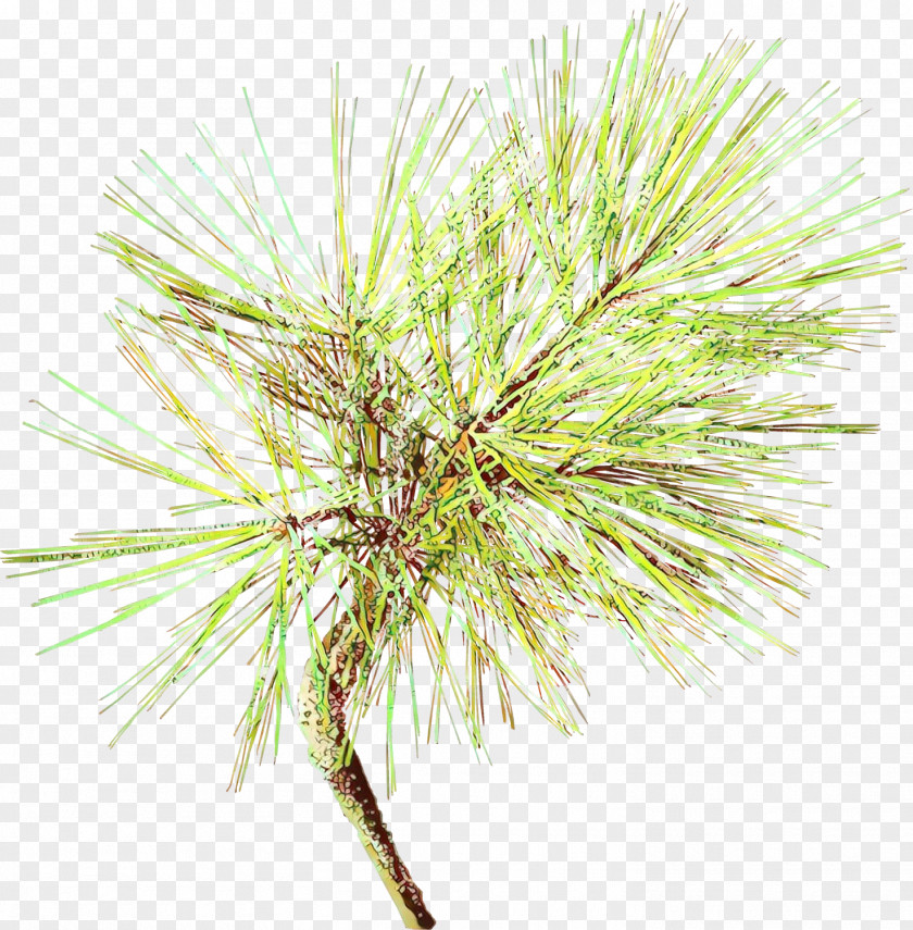 Jack Pine Western Yellow White Red Shortstraw Georgia Lodgepole PNG