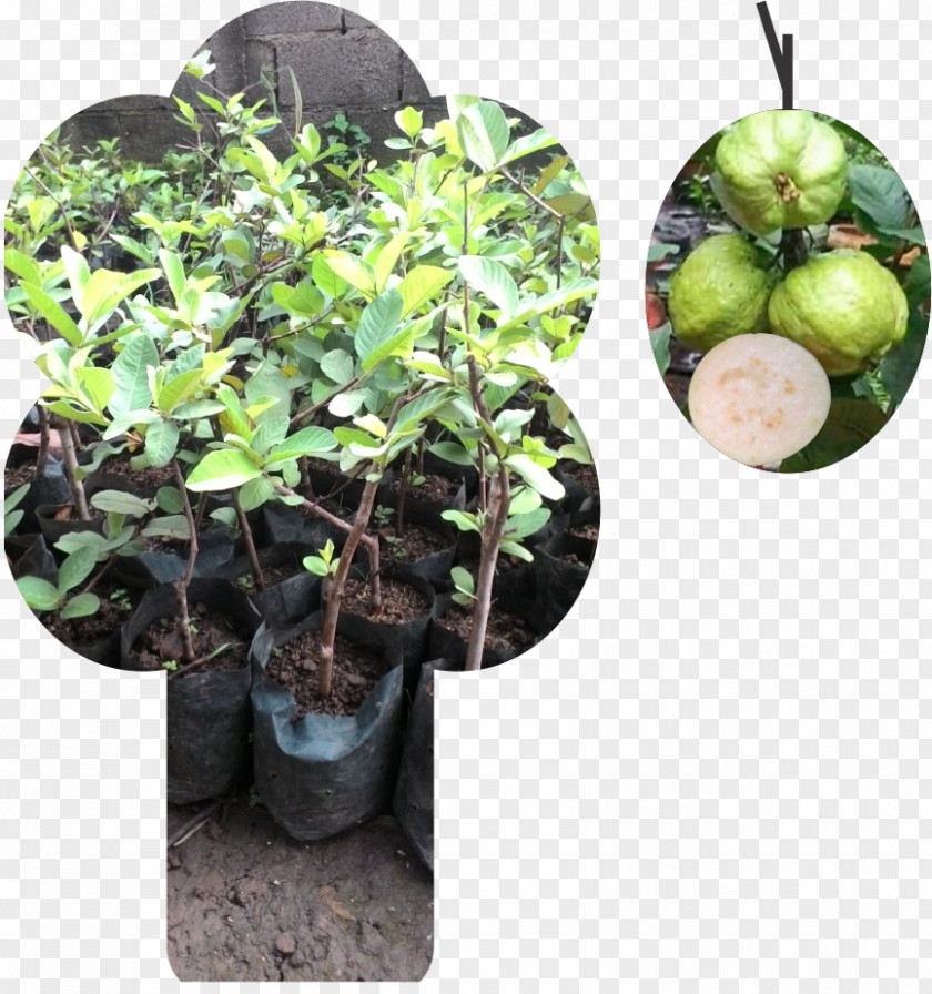 Jambu Benih Tokopedia Fruit Tree Common Guava PNG