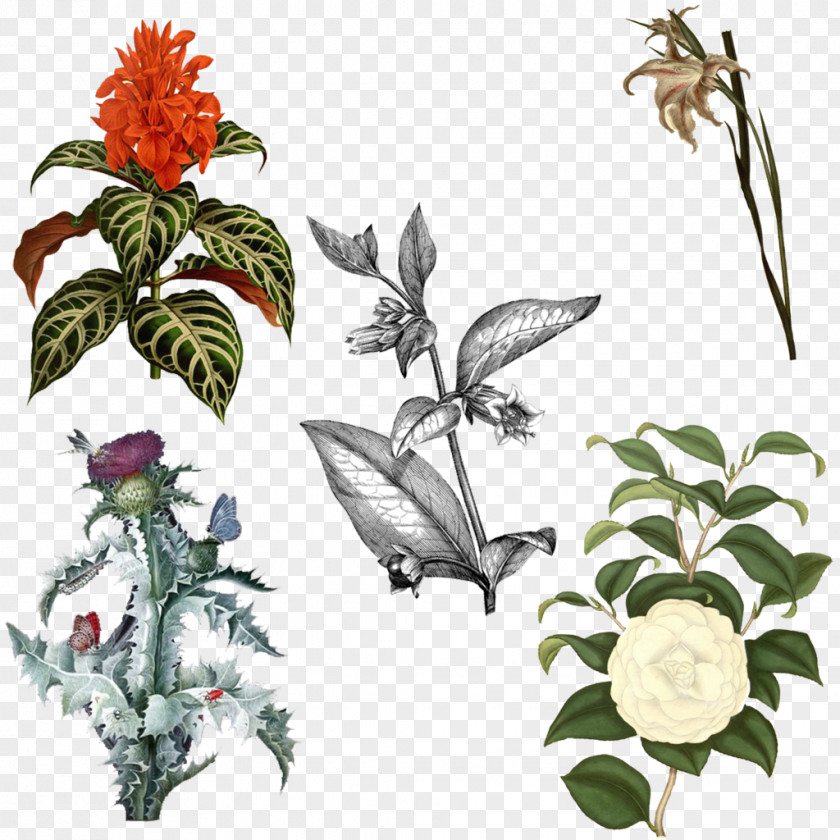 Plants Botanist's Repository, For New, And Rare Picture Frames Illustration Design PNG