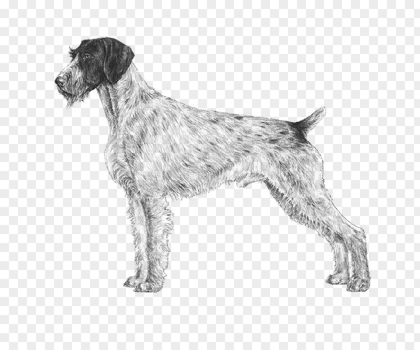Pointer DOG German Wirehaired Spinone Italiano Pointing Griffon Shorthaired PNG