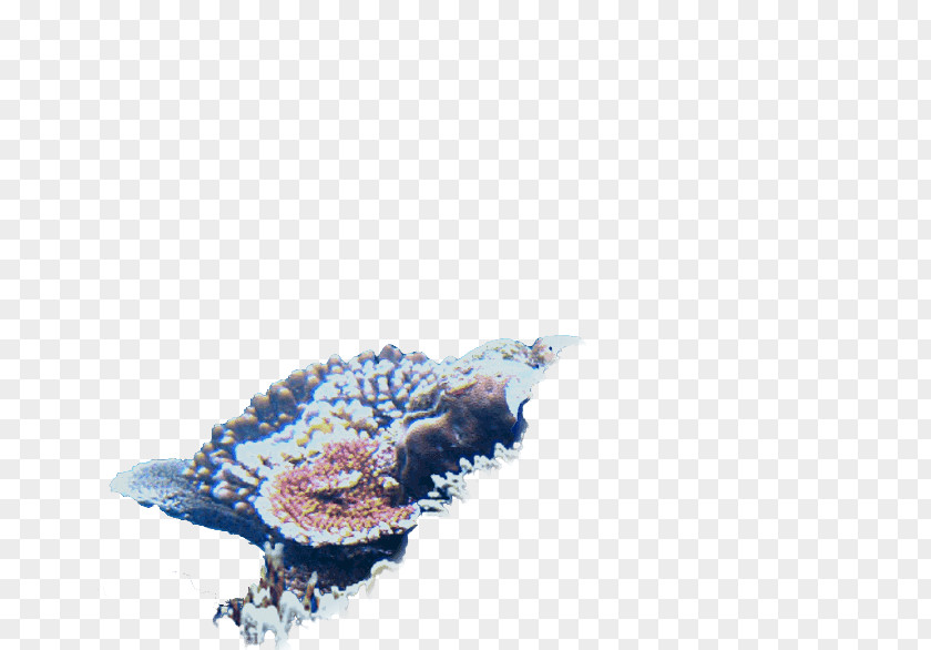Seawater/ Beak Deep Blue Themes Aquarium Backgrounds Gallon Reef Tower PNG