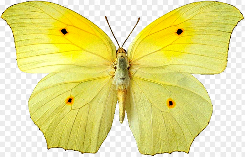 Butterfly Clouded Yellows Moth Gossamer-winged Butterflies Pieridae PNG